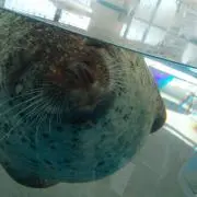 Juuoの画像