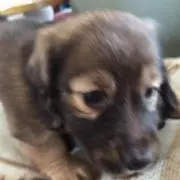 きらら☆の画像