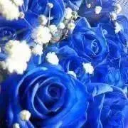 N135の画像