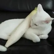 みー(お値下げ交渉大歓迎️️⭕️の画像