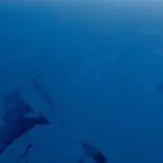 カエの画像