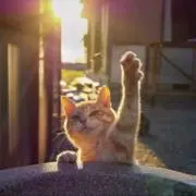 またたびの画像