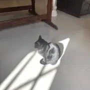 みみ