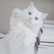 ちゃんの画像