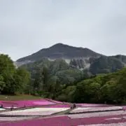 うしの画像