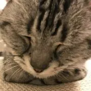 にゃんちゃんの画像