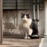 aaの画像