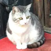 優しい雨