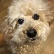 すずの画像