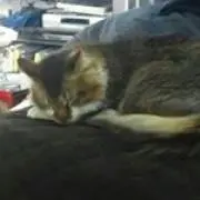 猫子。お急ぎ発送はご確認くださいの画像