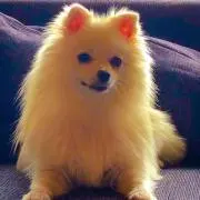 シロの画像