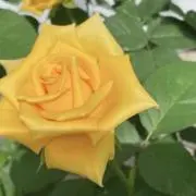 はちの画像