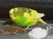 よこしまの画像
