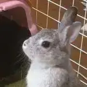 Poko66