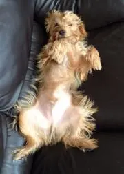 ミックスエースの画像