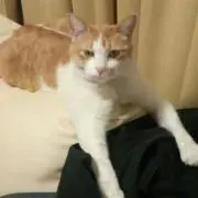 飛鳥
