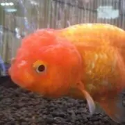 うーすーらんの画像