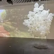 achの画像