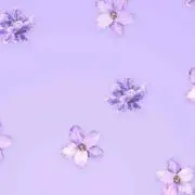 さくみ【購入前コメントください】の画像