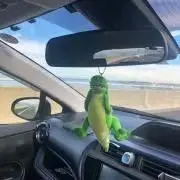 chiの画像