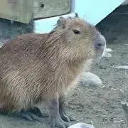 カピバRaー！