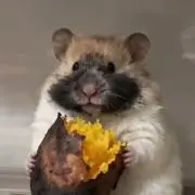 どんぐりの画像