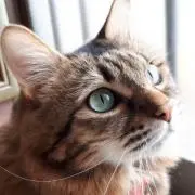 ねこ