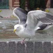 はとむぎの画像
