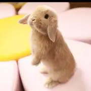 ちゃんちゃん※プロフ必読！の画像