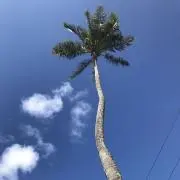 alohamamaの画像