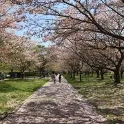 HYSTERIC.の画像
