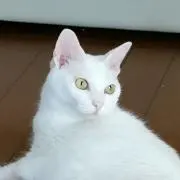 クルトの画像