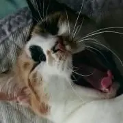 badmamajama