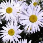 リリー
