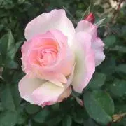 rose♡