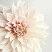 pusucoの画像