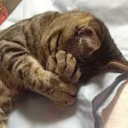 にゃん