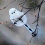 瑠璃