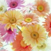 きてぃ2000 ☆プロフ必読☆の画像