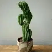 さぼてんの画像