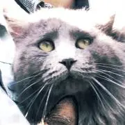 Hakozumeプロフ必読の画像