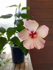 ベルの画像