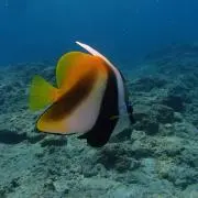 ＵＡの画像