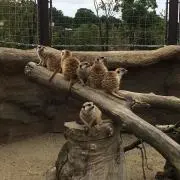 suricataの画像