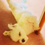 マルチーズ