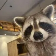 びすかの画像