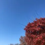 はなの画像