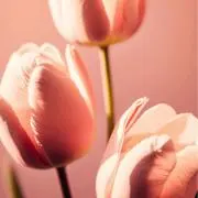 aの画像