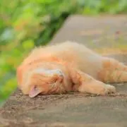 だろんの画像