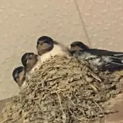 つちのこさいさいの画像